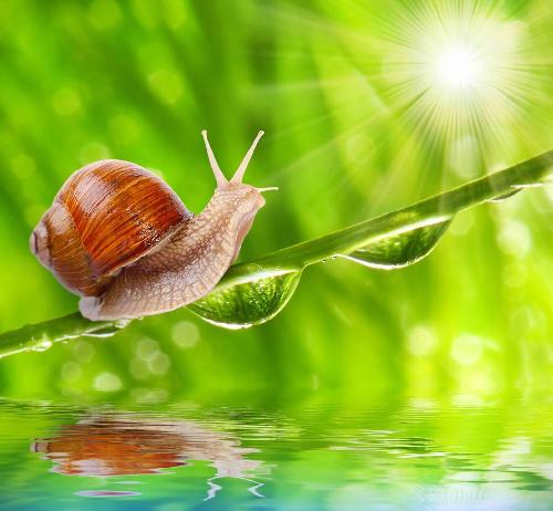 蜗牛的功效与作用大全图片 6F43053B2FA576A49BEF5E3053693E91.jpg