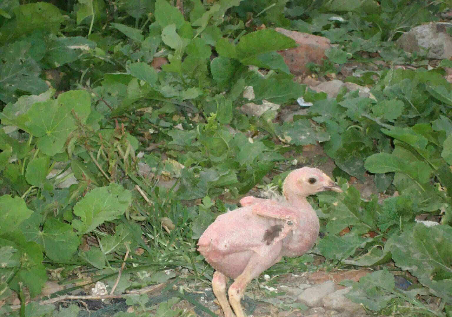 秃毛鸡今天还是萎鸡一枚