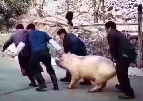 将港猪拖去宰了[鼓掌][鼓掌][鼓掌]