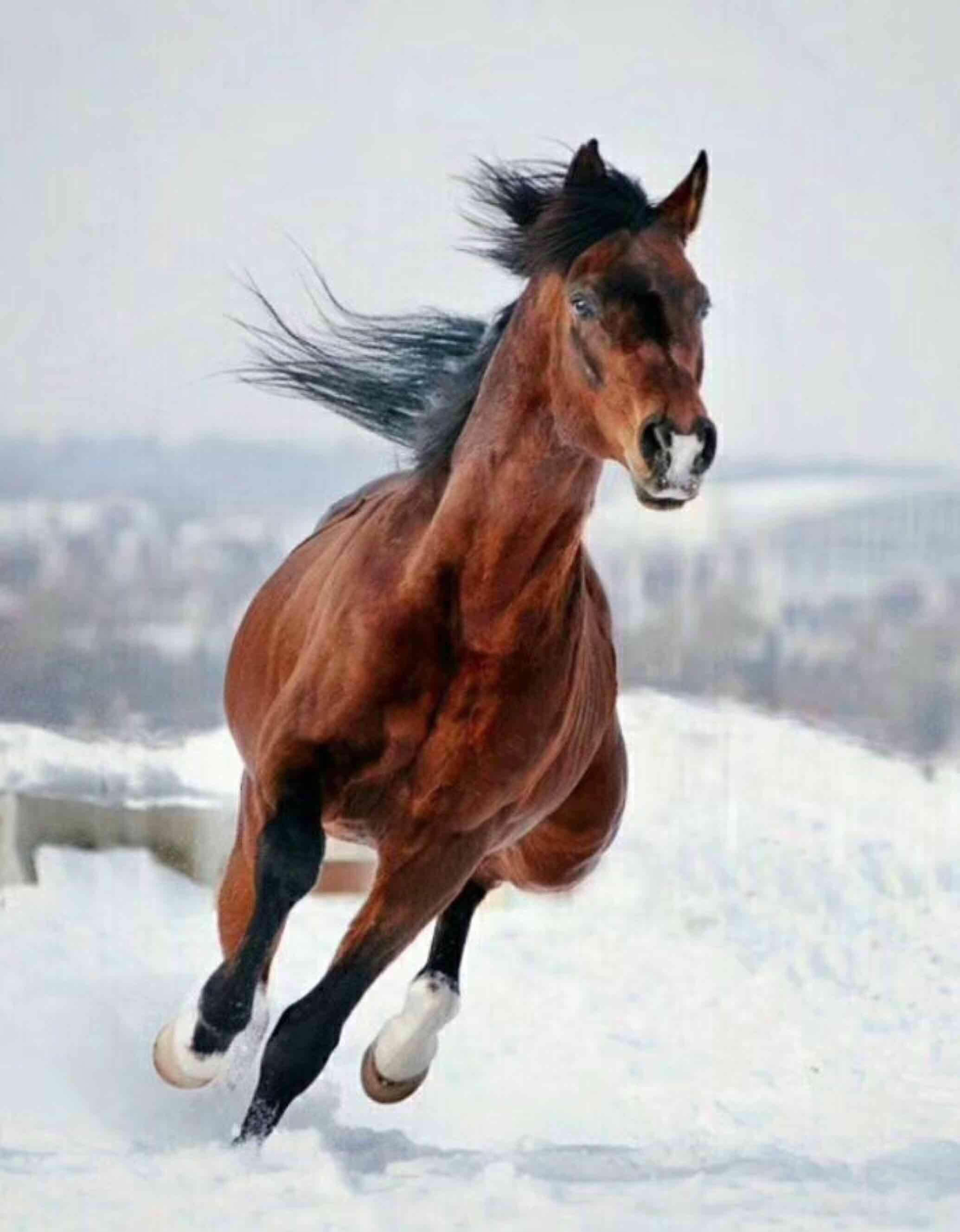 赛马今晚有消息