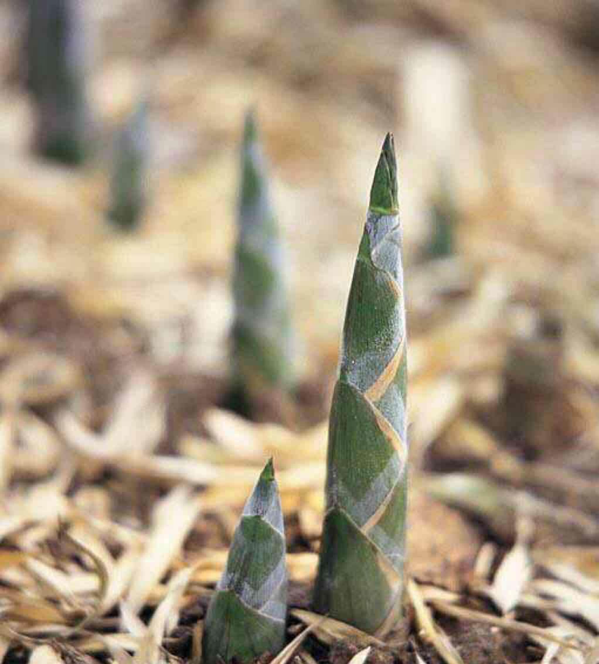 数据: 无独有偶,在四川地区也生长着一种有趣的植物,它的名字叫做毛竹
