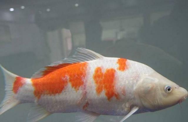 梦游鲤鱼潭，解析梦见好多大鲤鱼的深层含义与心理暗示