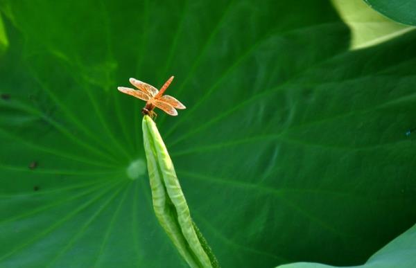 泉眼无声惜细流树阴照水爱晴柔小荷才露尖尖角早有蜻蜓立上头