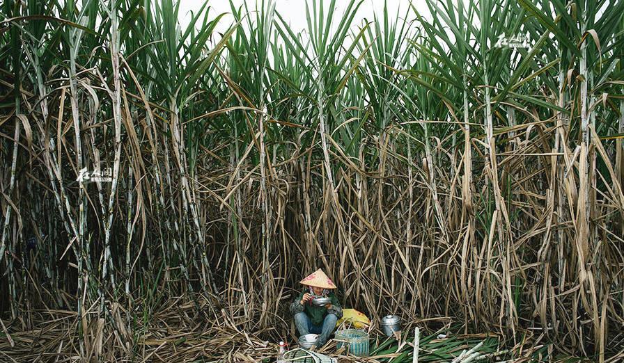 来中国砍甘蔗的越南人