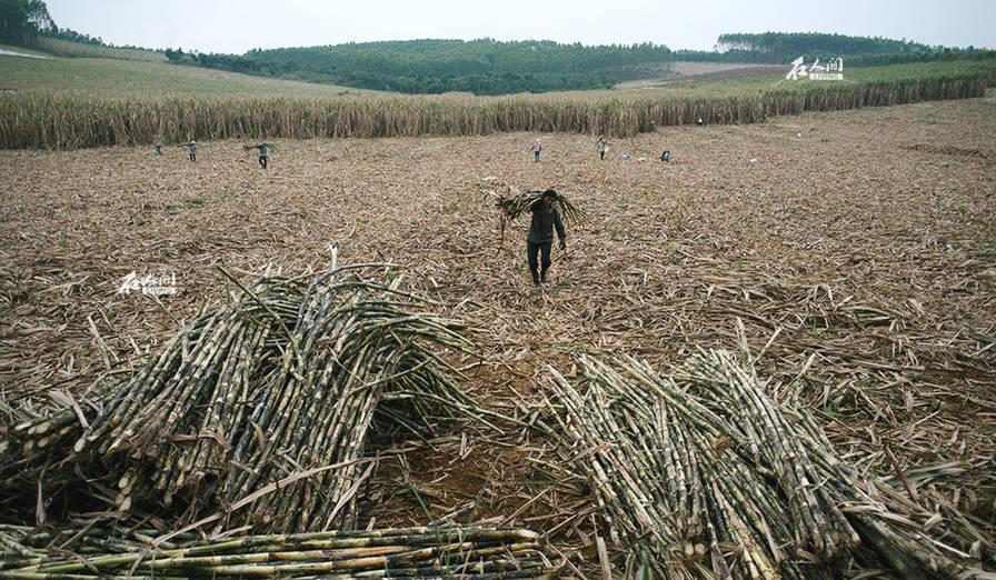 来中国砍甘蔗的越南人