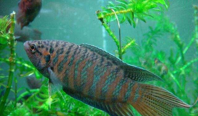 这是我小时候非常喜欢的一种鱼,我们叫它"花