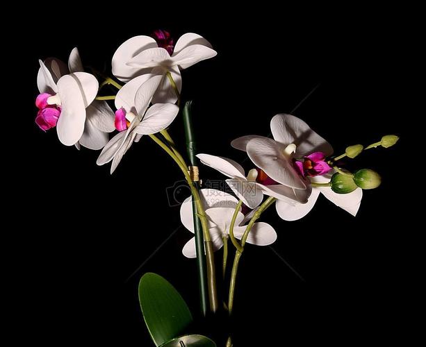 sally garden down by the salley gardens