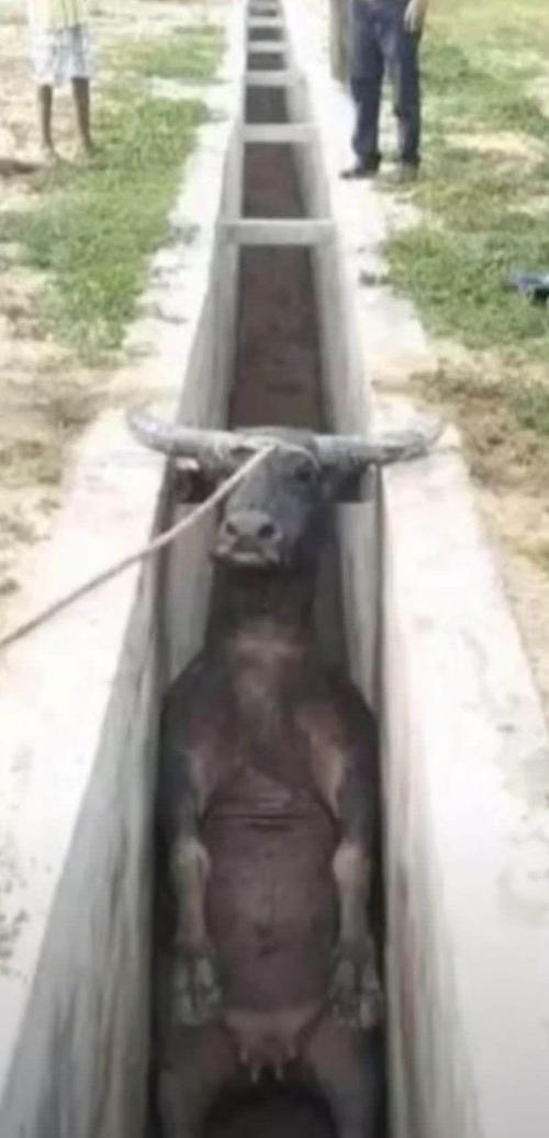 一头掉进坑里的牛大笑