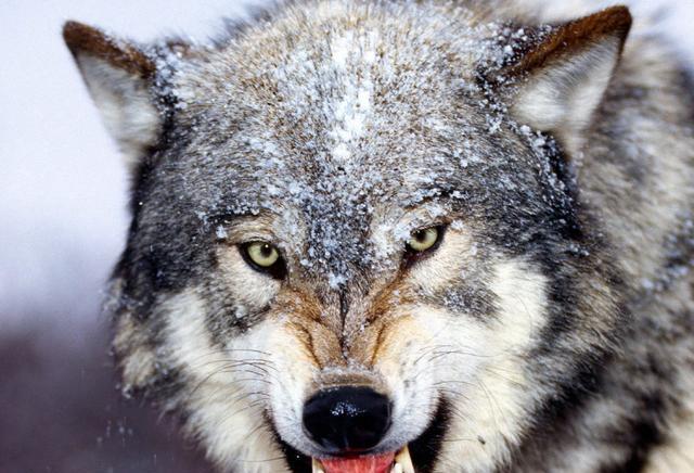 三板宝1,是个饿狼!恶狼!大灰狼!