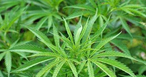 康恩贝行业较景气气,业绩较好,尤其合法合规进