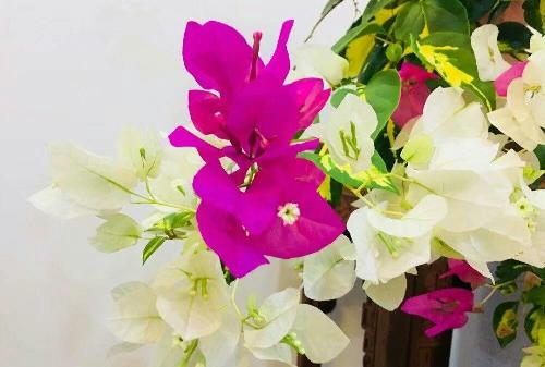 巴菲特看好A股的什么板块? 那么对于A股,投资