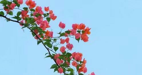 巴菲特看好A股的什么板块? 那么对于A股,投资