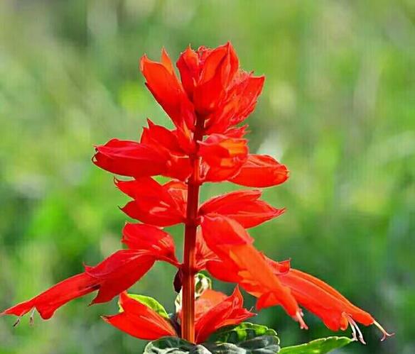 对于科创板,曾军称,科创板是我国资本市场发展