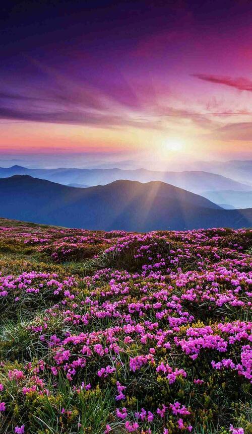 没有一家公司正面回复是否参与科创板系统的建