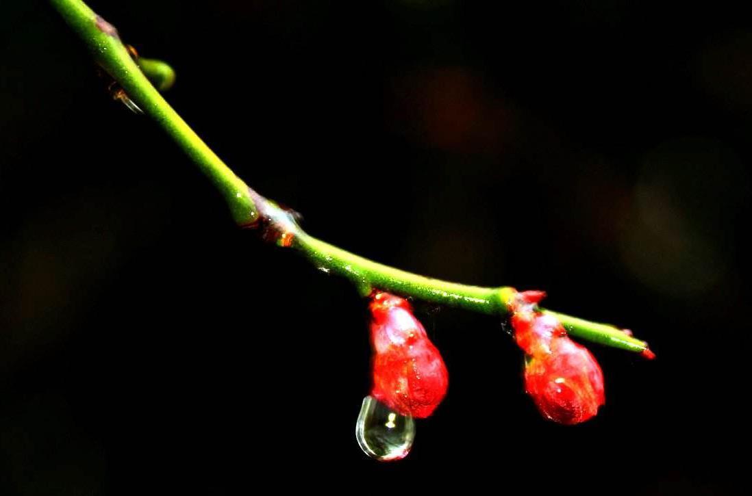 好好炒土豆丝,按你的想象力,应该不够开科创板