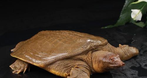 王八能不能成妖?大家说说