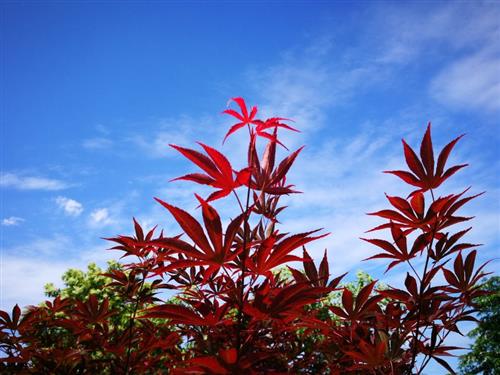 首批科创板受理公司影子股:26家上市公司浮