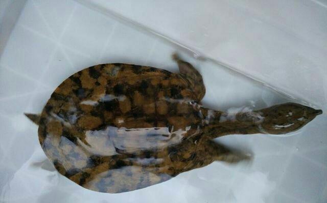 国盛金控探头乌龟成了缩头乌龟哈哈