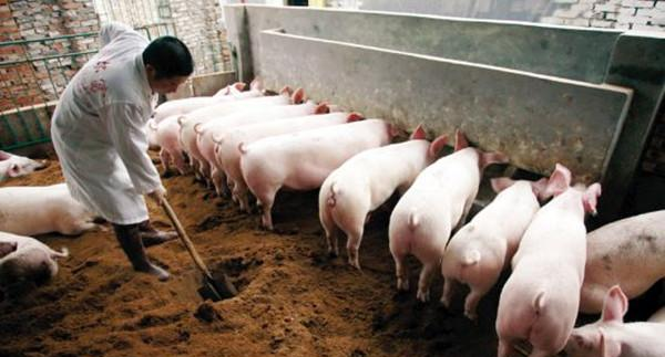 国外资本进入中国养猪,真相让你大吃一惊!