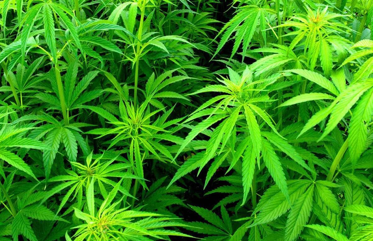 康恩贝大麻加工项目对于cbd加工的提出比为80%,这在