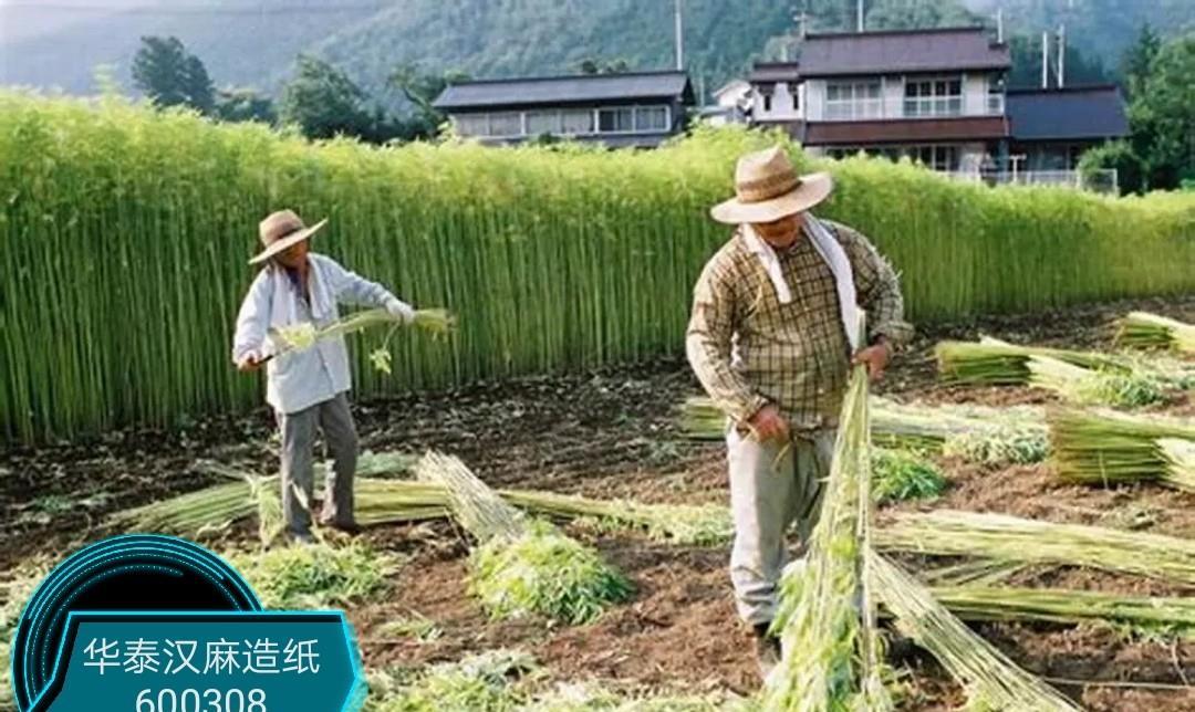 汉麻集团诚邀造纸企业共享cbd大麻二酚提取后大麻叶杆残渣造纸资源