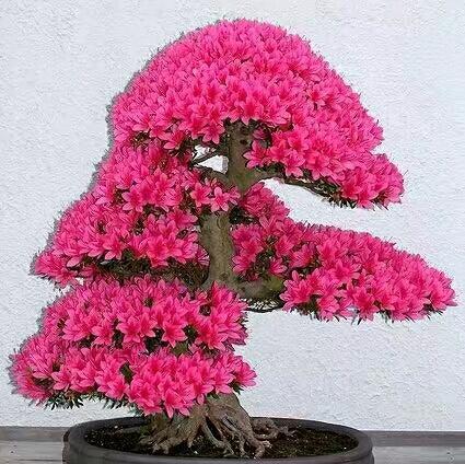 爱尔眼科4月9日晚间披露业绩预告,一季度预盈