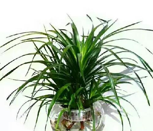 氢能源龙头股,美锦能源近期表现强势,一度9个