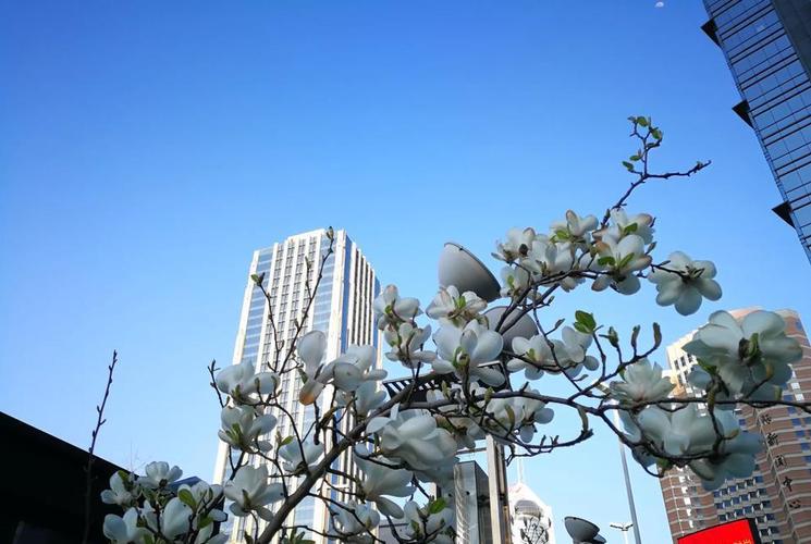 #人民海军成立70周年# 四月的青岛,彩旗飘展,处