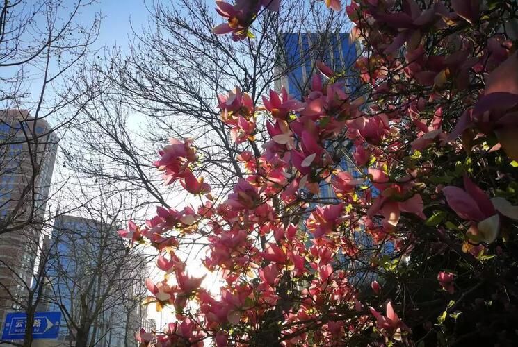 #人民海军成立70周年# 四月的青岛,彩旗飘展,处