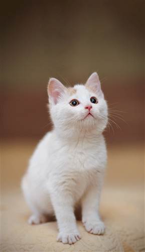 增加同花顺概念'氢能源概念解析