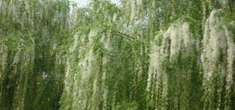 覆巢之下,焉有完卵!