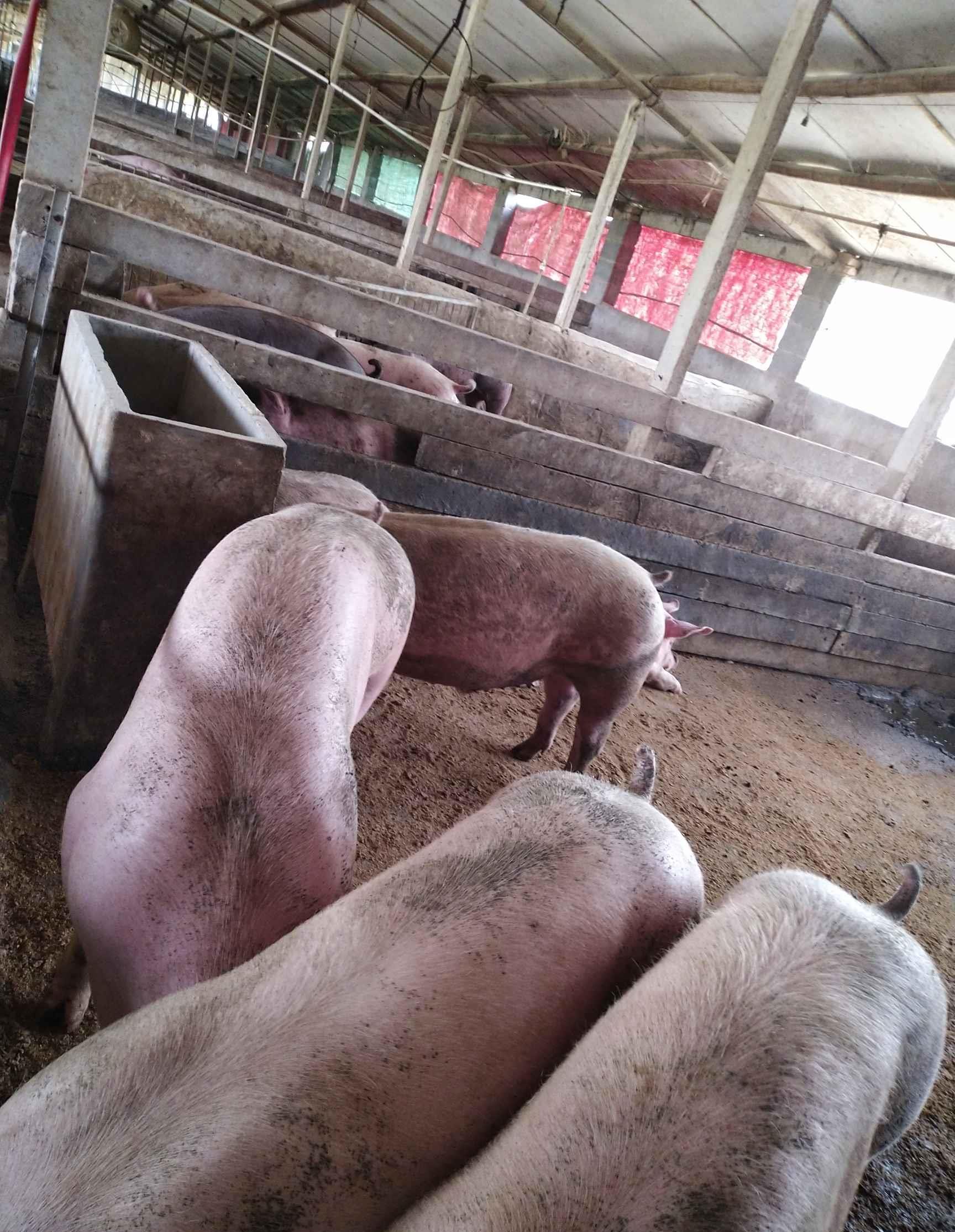 我家八个大圈,每个圈1500平方,全是猪,大约5200头,现在平均接近200斤