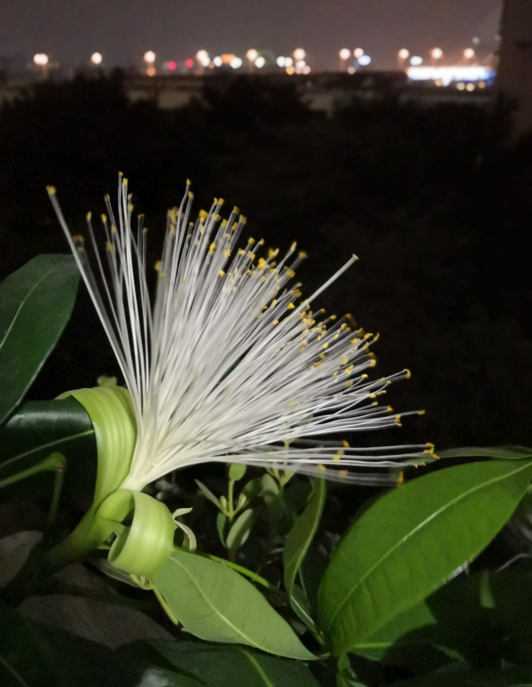 晚上八时,家里的发财树开花了.