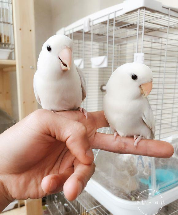 手养紫伊莎闪派母超高趴蓝紫系熏派公