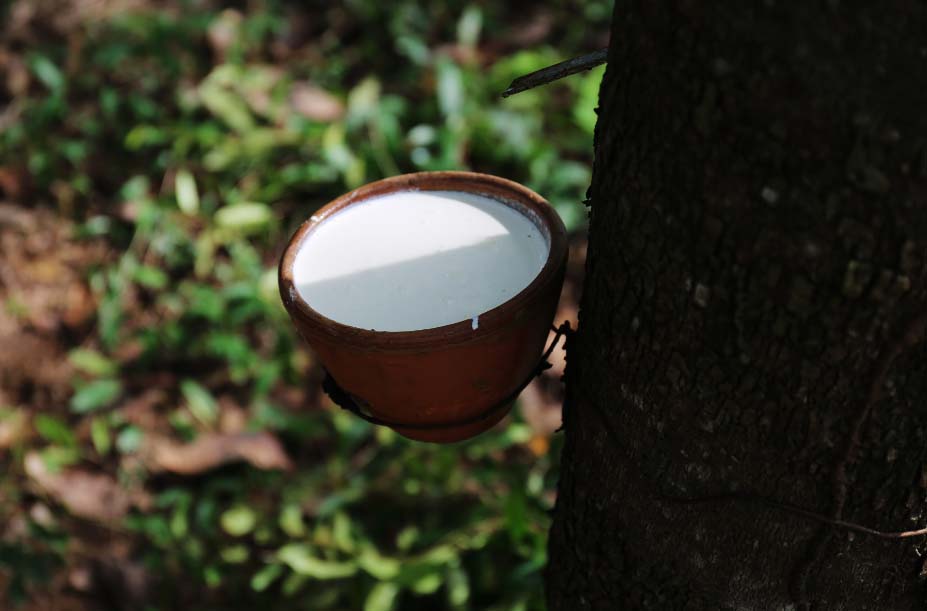 为什么东南亚的国家盛产天然橡胶