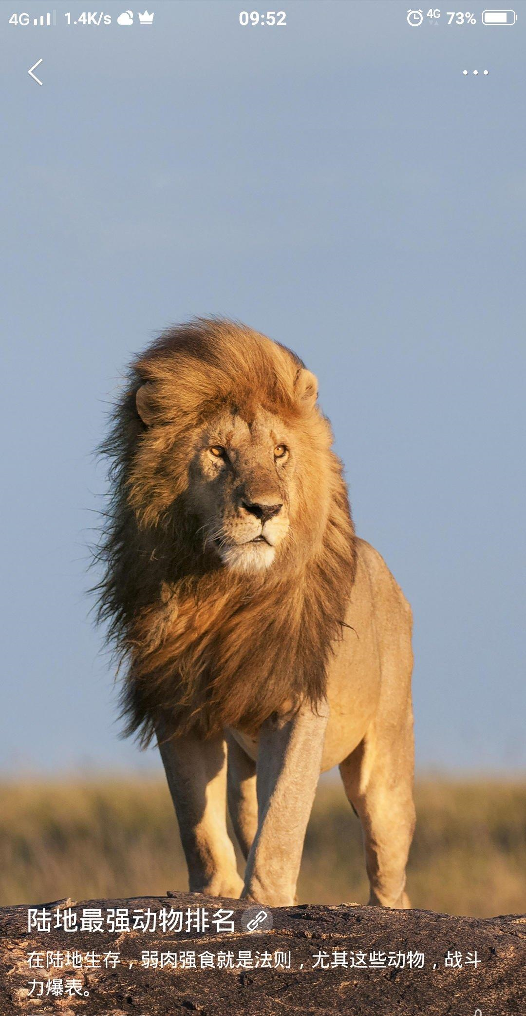 专为猛狮设计.加油