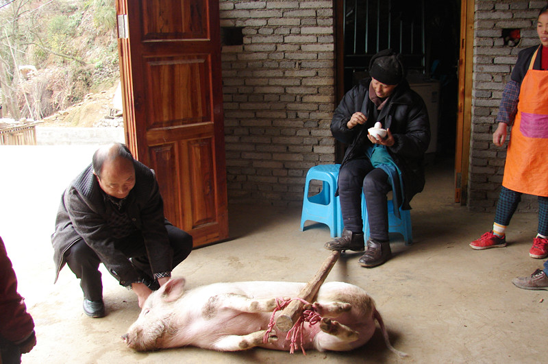 杀母猪祭竹王,安竹王位