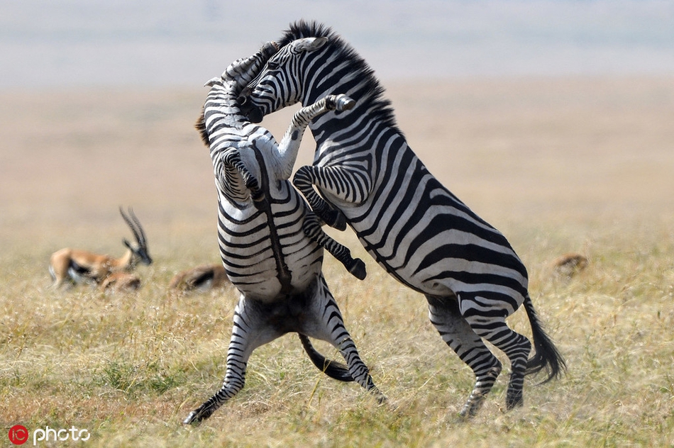 【一起围观动物界"拳击"格斗现场,哪怕不戴拳击手套,也要赤手空拳地争