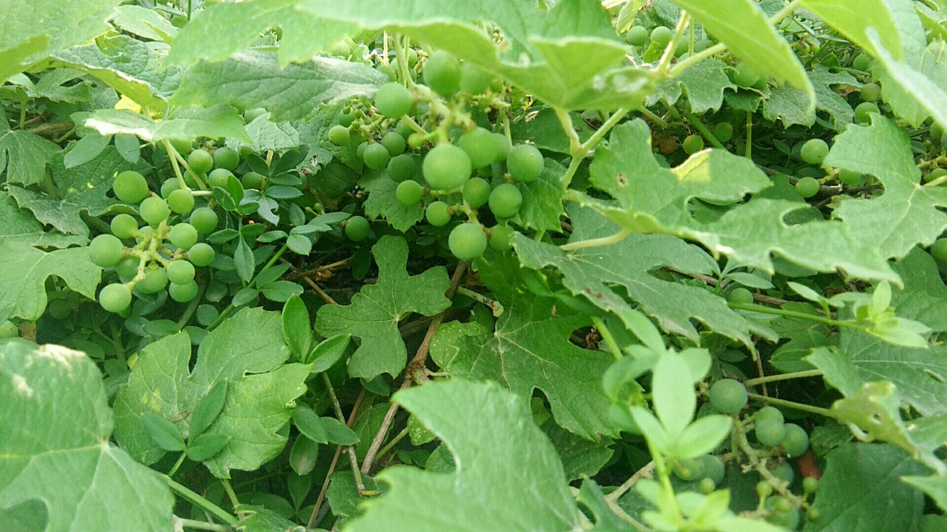 温水煮青蛙,不会很快绿很多.