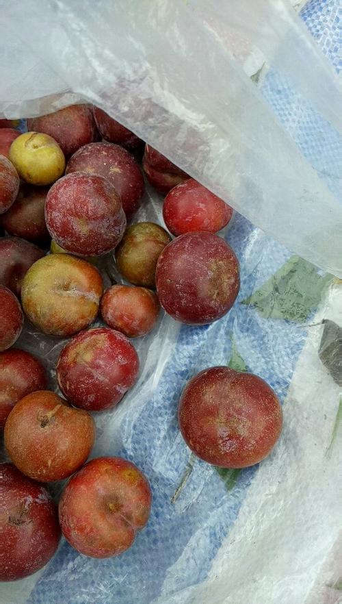 今天红盘明天就又烂了像这个李子过一夜而己