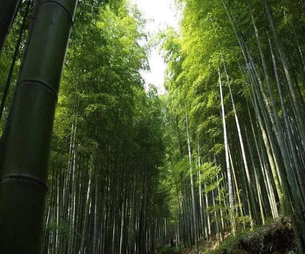 四川地区也生长着一种有趣的植物,它的名字叫做毛竹.