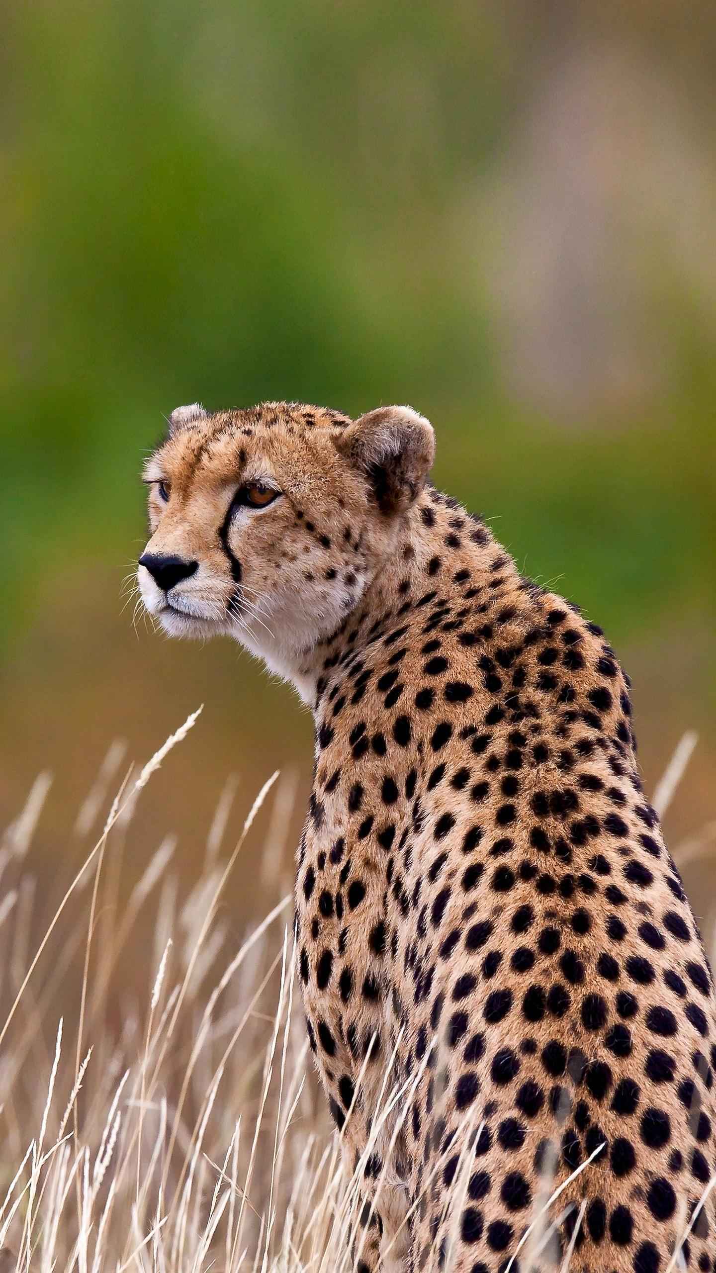 要吃山东梨吗?山东梨甜不甜,好吃就明天一起打山东![大笑][大笑][大笑