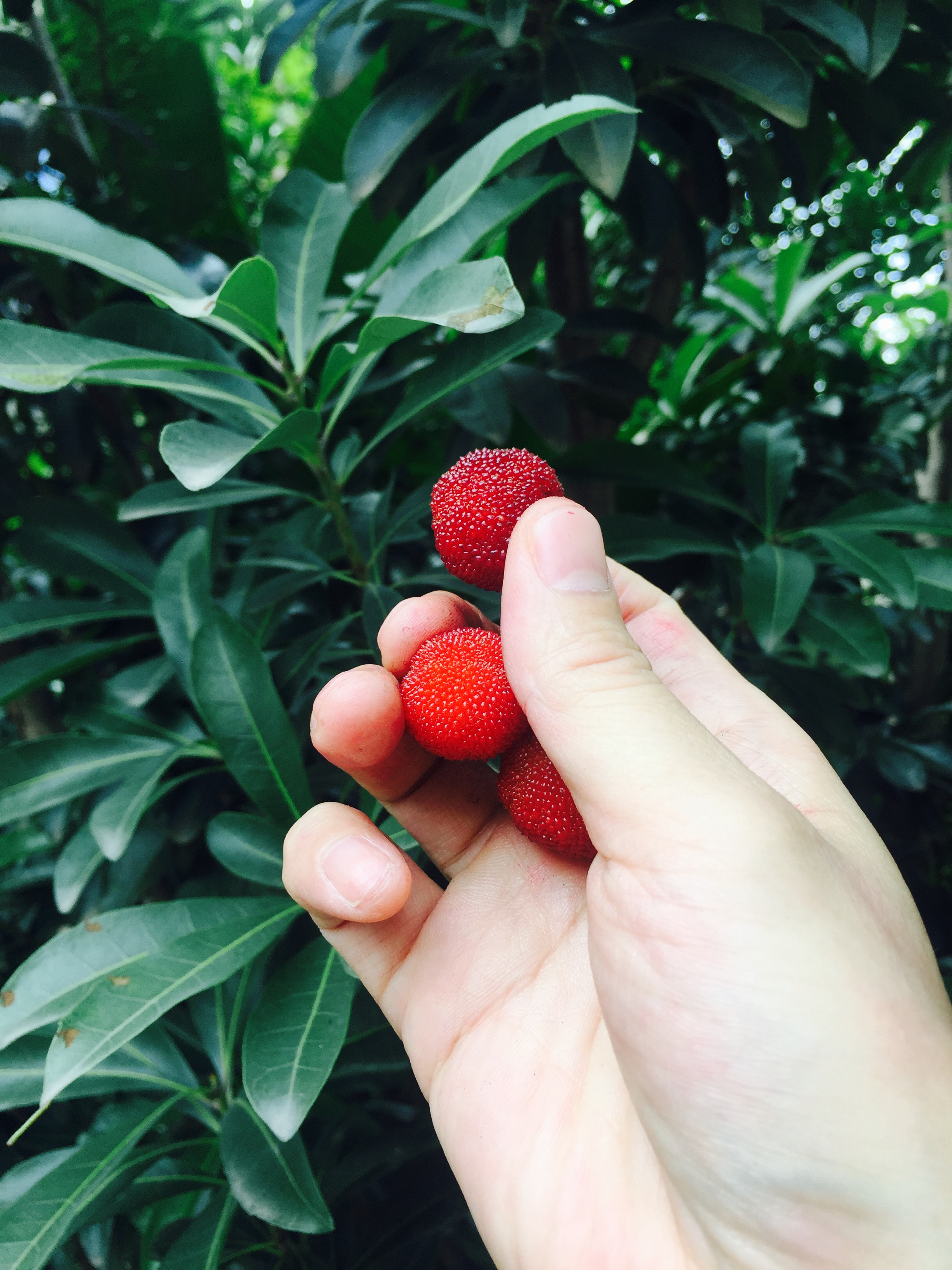 小微如手中的杨梅红翻天