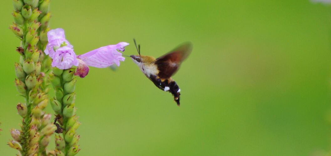改名吧叫三川痴呆吧!