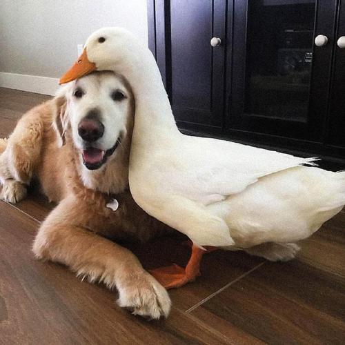 王双律师提醒:天翔环境已开始索赔登记.