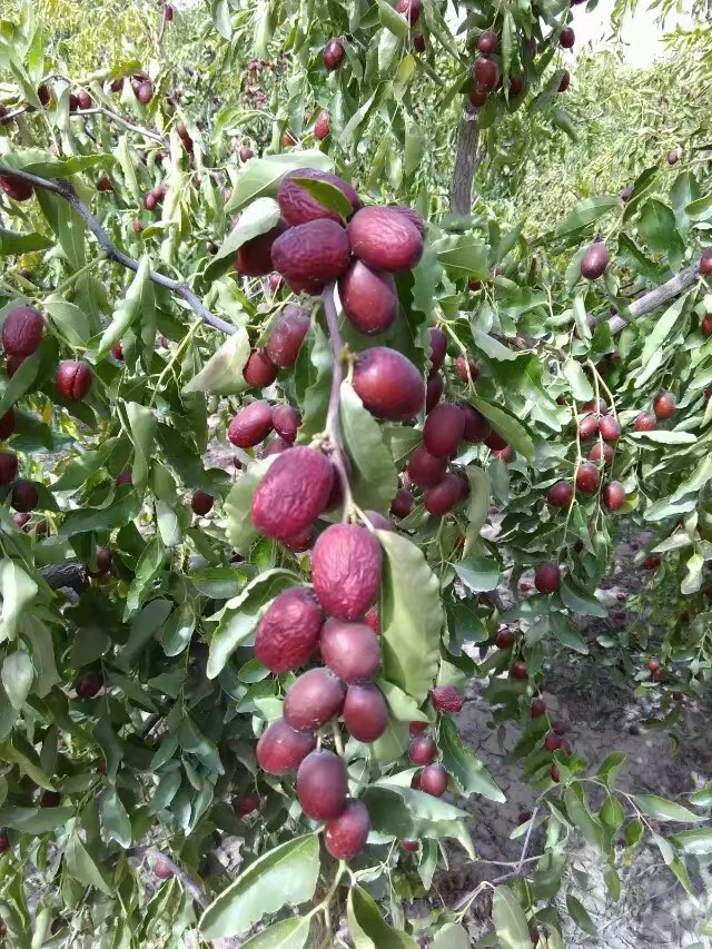 新鲜灰枣收购等级和质量标准特级:果实纵径3.6厘米以上.