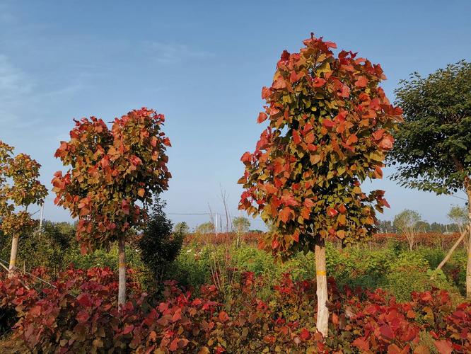 中华红叶杨世界第一株!