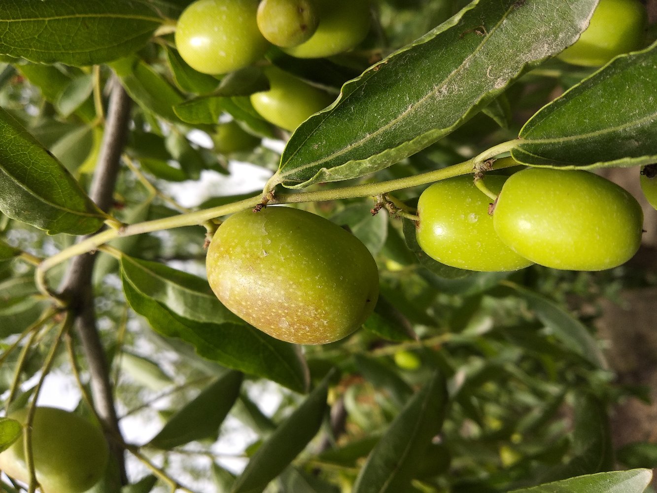 枣果满枝头(阿克苏灰枣)