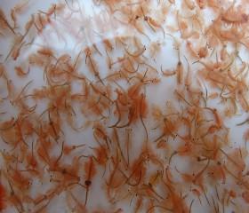 天之瑰宝运城盐湖天然丰年虫丰年虫卵为我国万亿鱼内饵料