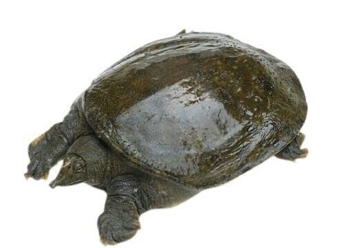 一动不动是王八